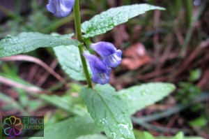 scutellaria galericulata (2) (1000 x 666)